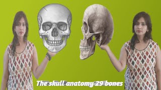 The Skull 29 Bones Anatomy [upl. by Nollahs]