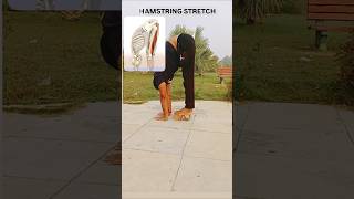 HAMSTRING STRETCH  Your SCAPULA glides along the RIBCThis is what your HAMSTRINGS look anatomy [upl. by Orran]