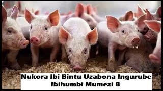 Tangira Korora Ingurube🐷 Gutya Niba Ushaka Kubona Ingurube IbihumbiMu Mezi Abira Gusa Uzanshimira [upl. by Lenhart]