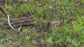 Rattlesnake Roundup underway in Wyoming County [upl. by Anitsej]