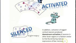 Finding the Engram part 5 optogenetics [upl. by Moria]