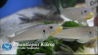 Fincasters Episode 62 Keeping Enantiopus Kilesa [upl. by Ainatit81]