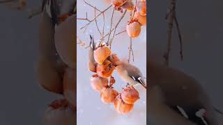 Waxwing in the snow birds nature animals cute shorts [upl. by Esinaj]