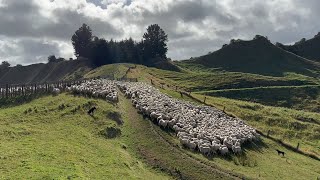 More to Shearing Sheep than taking the Wool Off  Shearing Prep [upl. by Surad708]