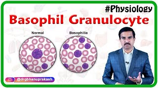 Basophil granulocyte basophil  Blood Physiology [upl. by Carolee]