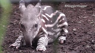 Baby Tapirs Nose Is Doing Overtime [upl. by Winwaloe]