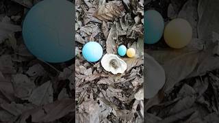 Finding snail and eggs and cell phone snail snail [upl. by Salisbury703]