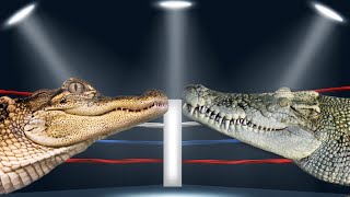 Alligators vs Crocodiles [upl. by Nrublim]