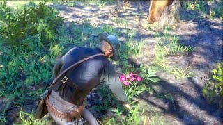 What happens if you eat Oleander Sage  RDR2 [upl. by Lambrecht426]