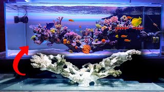 SHALLOW REEF TANK  floating reef aquarium setup  Seafriendlyreef [upl. by Abagail]