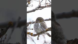 pygmy owl sound  Northern Pygmy Owl Perched On A Branch [upl. by Astra]