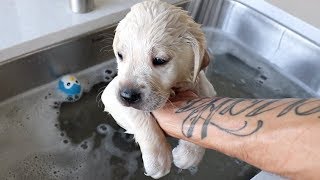 LABRADOR PUPPIES HAVE THEIR FIRST BATH EVER [upl. by Aikam]