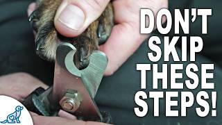 Dont Skip These 4 Stages For Dog Nail Trimming [upl. by Anetsirk]