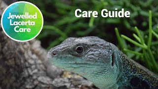 Jewelled Lacerta Care Guide timon lepidus eyed lizard [upl. by Sarkaria510]