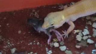 Leopard gecko eating mice [upl. by Damalas]