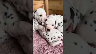 Dalmatian puppies play 🐾🥰❤️ dalmatian cuteanimal puppies puppy dalmatia 101dalmatians [upl. by Tedder216]