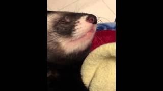 Ferret sneezing [upl. by Ahsan576]