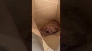 Puppy poodle is barking poodle shortvideo shorts babydog trending cutedog pets minipoodle [upl. by Okun]