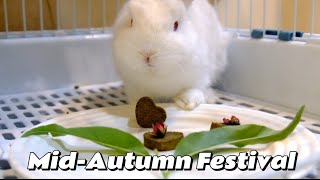 和兔子一起过中秋 Celebrate MidAutumn Festival with Rabbits [upl. by Isbel]