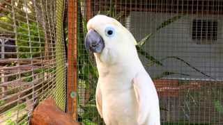 Cockatoo Parrot Talking Waving Dancing amp Singing  Bird Gardens of Naples [upl. by Patric]