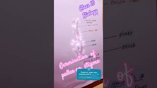 Germination of pollen grain on stigma  biology class10 diagram sslc youtubeshorts shorts yt [upl. by Haberman]