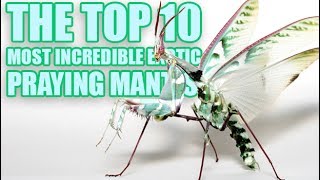 10 Most Incredible Exotic Praying Mantis You Can Have as a Pet [upl. by Ydur]