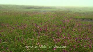 Carpets of magenta hued Impatiens in Kaas valley of flowers [upl. by Rebeh550]