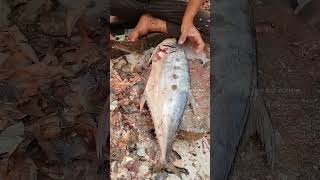 Giant Fish  Trying to Peel Fish Skin  Fish Cutting Skills surgeonfish tinyfish giantfish [upl. by Meletius]