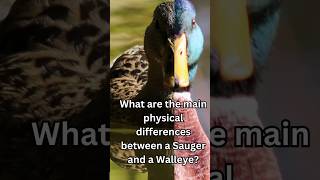 What are the main physical differences between Sauger and Walleye [upl. by Keon460]