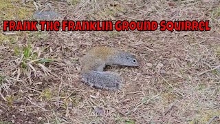 Fascinating Facts About The Franklin Ground Squirrel [upl. by Shiroma]