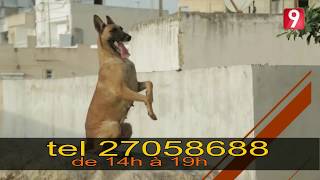 dressage de chien tunisie قبل و بعد التدريب quotسيزارquot 5 أشهر [upl. by Unam]