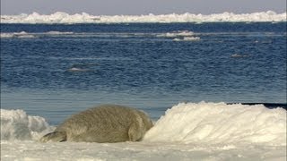 Zeehonden met watervrees  Funnymals  VTM [upl. by Asila884]