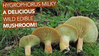 Hygrophorus Milky — A Delicious Wild Edible Mushroom [upl. by Zipporah]