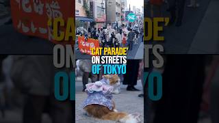 Dozens Dress Up As Cats During Bake Neko Festival In Tokyo [upl. by Buskirk]