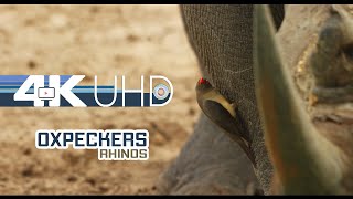 Oxpeckers on Rhinos  African Animals 4K UHD Part 1  Wildlife Natural 71 Sound [upl. by Seni]