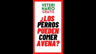 ¿LOS PERROS PUEDEN COMER AVENA [upl. by Bendix239]