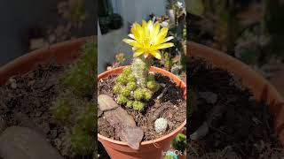 Echinopsis chamaecereus  donde colocarlo floración explorando suculentas con viky [upl. by Assirec]