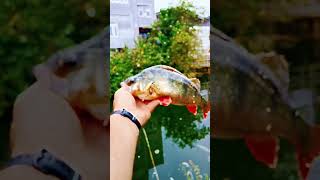 Perch fishing UK like and fallow ❤️ [upl. by Dnana]