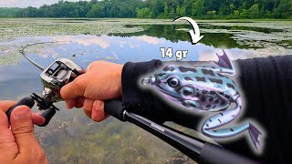 BIGGER Frog  BIGGER BASS Scorching Summer Topwater Explosion [upl. by Anailuig]