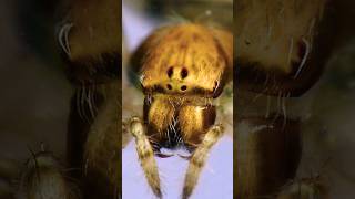 Top😱 Araneidae Spider 🕷️subscribe [upl. by Akiram]