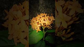 Thetti✿ Ixora Coccinea💛 vaada vaada paiya bgm Jeeva yellow flower edit homegarden InShot [upl. by Shakti]