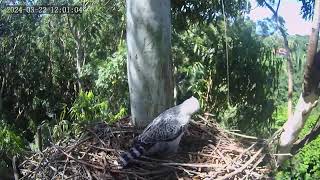 Zimbali Estate Crowned Eagle Live Stream 240322 10h00 [upl. by Mahseh]