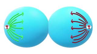 Mitotic Cell Division Explained Phases Process and Importance in Biology [upl. by Anilrahc61]