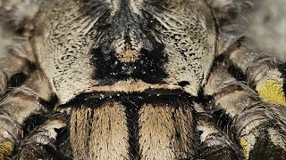 Poecilotheria regalis update video rupture [upl. by Wilone]