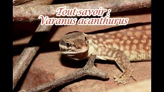 Tout savoir  Varanus acanthurus [upl. by Lilith481]