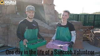 One day in the life of a Sanccob volunteer  Khaya Volunteer Projects [upl. by Nikal]