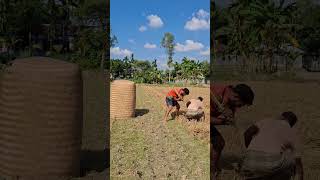 The man was working in the paddy field [upl. by Avirt]