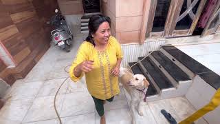 Togo Indian breed dog now in hostel say byebye to Mom dogloverprakash [upl. by Josey300]