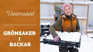 Vintersådd av grönsaker i backar [upl. by Phyl]