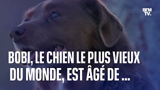 À 30 ans Bobi devient le chien le plus vieux du monde [upl. by Bertolde489]